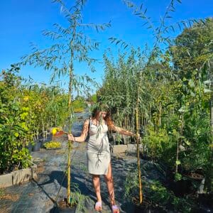 Szomorúfűz 250 cm "Salix alba Tristis"-csemete-ár-gyorsan-növő-fa-fajták