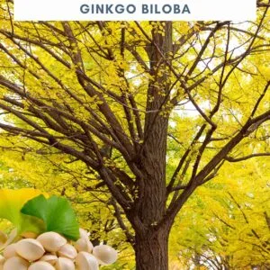 Ginkgo-biloba-páfrányfenyő-mag-csemete-ára-www.koronakert.hu