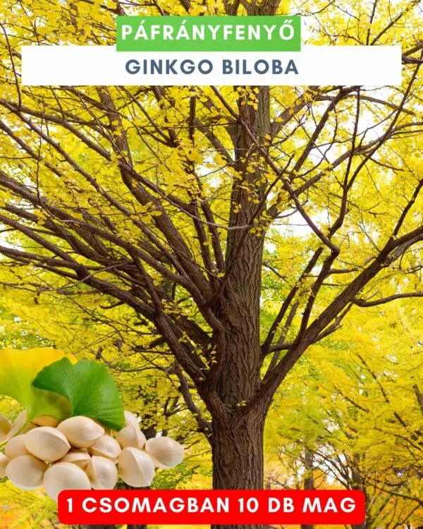 Ginkgo-biloba-páfrányfenyő-mag-csemete-ára-www.koronakert.hu