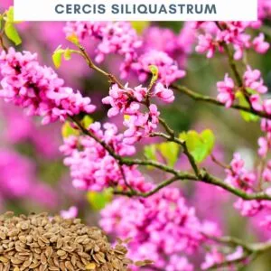 judasfa-Cercis siliquastrum-fa-csemete-mag-ár-www.koronakert.hu