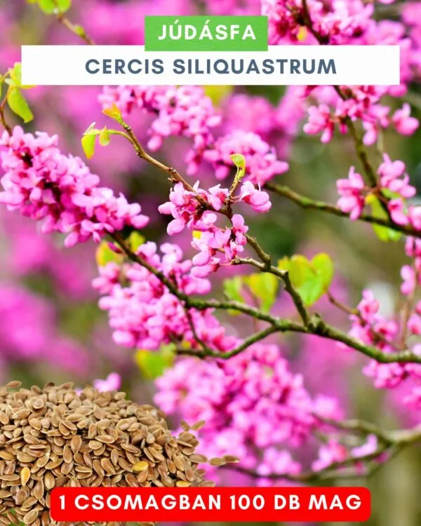 judasfa-Cercis siliquastrum-fa-csemete-mag-ár-www.koronakert.hu