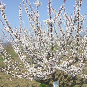 Pistacia Vera randy "Sirora" 120 cm (termő) ára