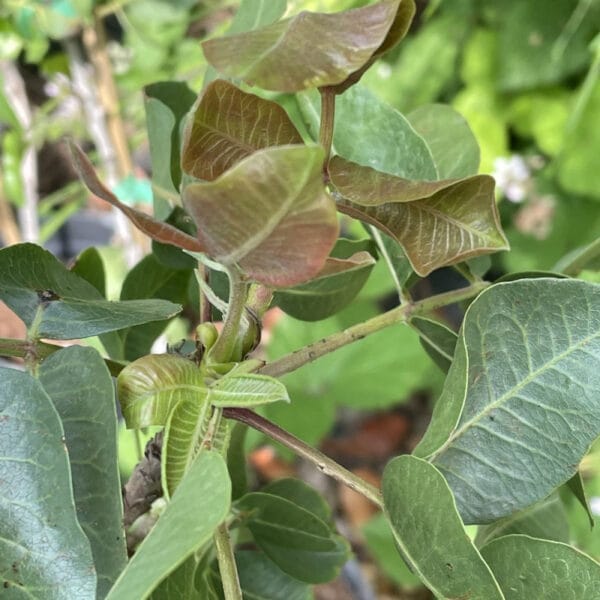 Pistacia Vera "Sirora" 120 cm (termő) ára