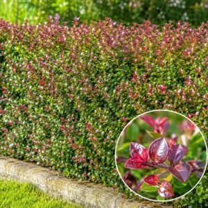 Bordó levelű Mirtuszlonc "Lonicera nitida Red Tips" (cserepes talajtakaró dísznövény)