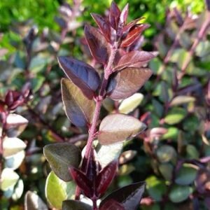Bordó levelű Mirtuszlonc "Lonicera nitida Red Tips" (cserepes talajtakaró dísznövény)
