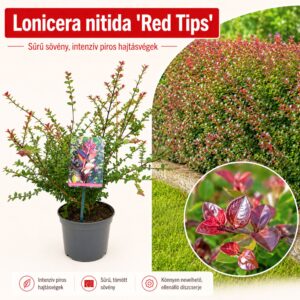 Bordó levelű Mirtuszlonc "Lonicera nitida Red Tips" (cserepes talajtakaró dísznövény)
