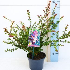 Bordó levelű Mirtuszlonc "Lonicera nitida Red Tips" (cserepes talajtakaró dísznövény)