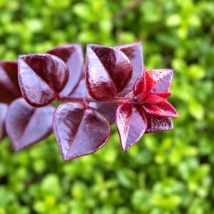 Bordó levelű Mirtuszlonc "Lonicera nitida Red Tips" (cserepes talajtakaró dísznövény)