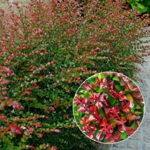 Bordó levelű Mirtuszlonc "Lonicera nitida Red Tips" (cserepes talajtakaró dísznövény)