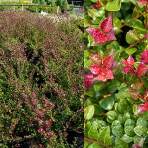 Bordó levelű Mirtuszlonc "Lonicera nitida Red Tips" (cserepes talajtakaró dísznövény)