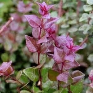 Bordó levelű Mirtuszlonc "Lonicera nitida Red Tips" (cserepes talajtakaró dísznövény)
