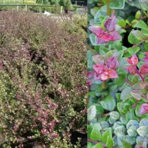 Bordó levelű Mirtuszlonc "Lonicera nitida Red Tips" (cserepes talajtakaró dísznövény)