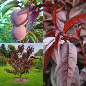 piros levelü öszibarack, prunus persica rubira