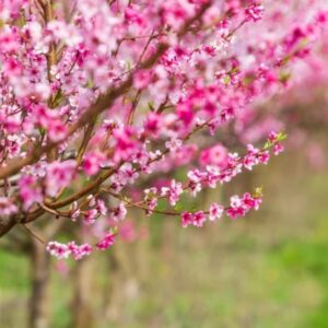 piros levelü öszibarack, prunus persica rubira