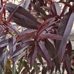 piros levelü öszibarack, prunus persica rubira