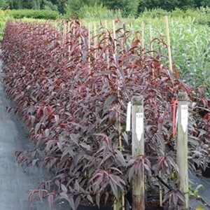 Érett őszibarackok fűben.