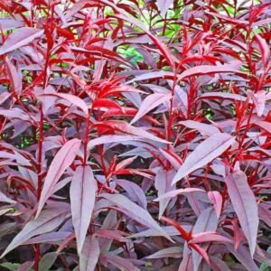 vörös-levelű-őszibarack-Prunus-persica-Rubira-gyümölcsfa-csemete-ár