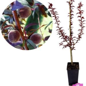 vörös-levelű-őszibarack-Prunus-persica-Rubira-gyümölcsfa-csemete-ár