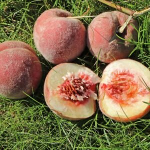 Érett őszibarackok a fán.