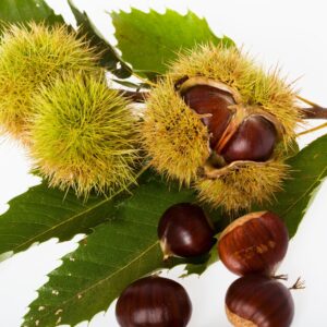 szelídgesztenye fa, szelídgesztenye csemete, szelídgesztenye oltvány, szelídgesztenye facsemete ára, szelídgesztenye ár, szelídgesztenye eladó, szelídgesztenye palánta, szelídgesztenye fa vásárlás, szelídgesztenye ültetés, szelídgesztenye gondozása, szelídgesztenye termő fa, szelídgesztenye fajták, nagy termésű szelídgesztenye, korai érésű szelídgesztenye, fagytűrő szelídgesztenye, betegségtűrő szelídgesztenye, konténeres szelídgesztenye, szabadgyökerű szelídgesztenye, szelídgesztenye porzófajta, öntermékeny szelídgesztenye, szelídgesztenye termés méret, szelídgesztenye hozam, szelídgesztenye ültetési távolság, szelídgesztenye talajigény, szelídgesztenye növekedési erély, castanea sativa, castanea sativa tree