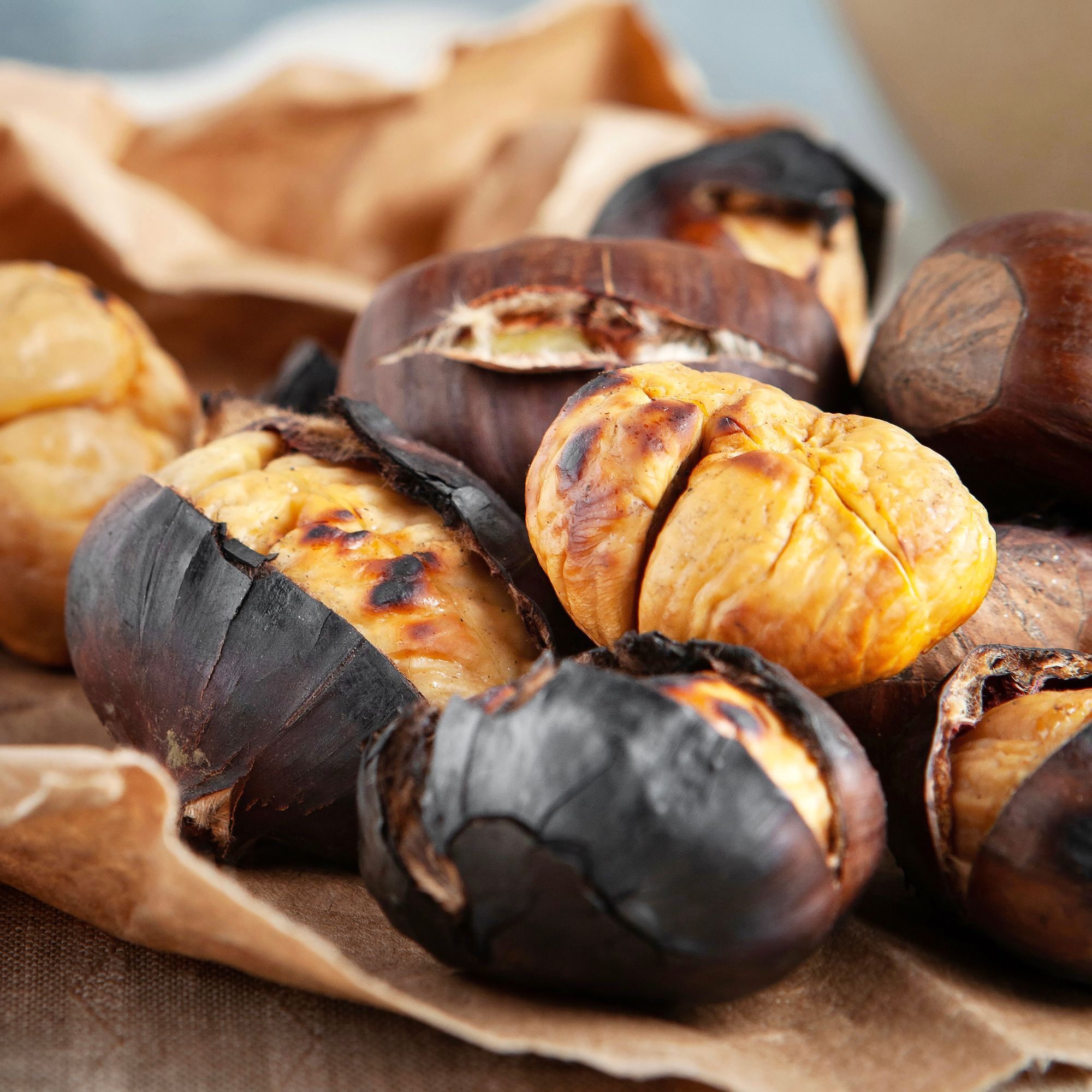 szelidgesztenye-fa-ár-cast-setivia-diszfa-ár-www.koronakert.hu.-11 szelídgesztenye fa ár, szelídgesztenye csemete, szelídgesztenye oltvány, szelídgesztenye facsemete ára, szelídgesztenye ár, szelídgesztenye eladó, szelídgesztenye palánta, szelídgesztenye fa vásárlás, szelídgesztenye ültetés, szelídgesztenye gondozása, szelídgesztenye termő fa, szelídgesztenye fajták, nagy termésű szelídgesztenye, korai érésű szelídgesztenye, fagytűrő szelídgesztenye, betegségtűrő szelídgesztenye, konténeres szelídgesztenye, szabadgyökerű szelídgesztenye, szelídgesztenye porzófajta, öntermékeny szelídgesztenye, szelídgesztenye termés méret, szelídgesztenye hozam, szelídgesztenye ültetési távolság, szelídgesztenye talajigény, szelídgesztenye növekedési erély, castanea sativa, castanea sativa tree