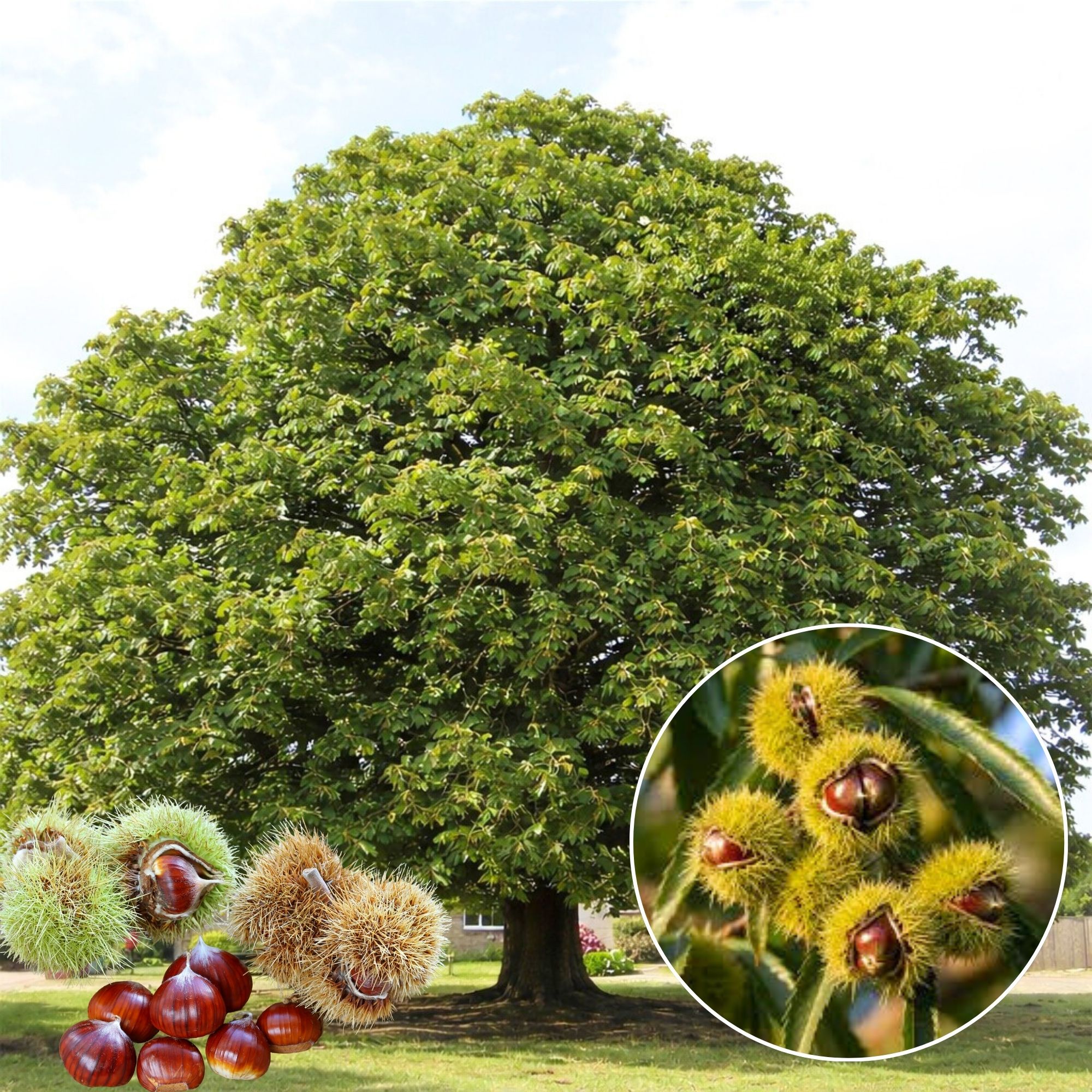 szelidgesztenye-fa-ár-cast-setivia-diszfa-ár-www.koronakert.hu.-2 szelídgesztenye fa ár, szelídgesztenye csemete, szelídgesztenye oltvány, szelídgesztenye facsemete ára, szelídgesztenye ár, szelídgesztenye eladó, szelídgesztenye palánta, szelídgesztenye fa vásárlás, szelídgesztenye ültetés, szelídgesztenye gondozása, szelídgesztenye termő fa, szelídgesztenye fajták, nagy termésű szelídgesztenye, korai érésű szelídgesztenye, fagytűrő szelídgesztenye, betegségtűrő szelídgesztenye, konténeres szelídgesztenye, szabadgyökerű szelídgesztenye, szelídgesztenye porzófajta, öntermékeny szelídgesztenye, szelídgesztenye termés méret, szelídgesztenye hozam, szelídgesztenye ültetési távolság, szelídgesztenye talajigény, szelídgesztenye növekedési erély, castanea sativa, castanea sativa tree