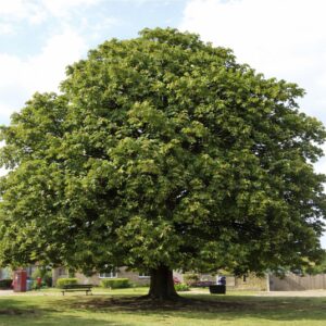 szelídgesztenye fa ár, szelídgesztenye csemete, szelídgesztenye oltvány, szelídgesztenye facsemete ára, szelídgesztenye ár, szelídgesztenye eladó, szelídgesztenye palánta, szelídgesztenye fa vásárlás, szelídgesztenye ültetés, szelídgesztenye gondozása, szelídgesztenye termő fa, szelídgesztenye fajták, nagy termésű szelídgesztenye, korai érésű szelídgesztenye, fagytűrő szelídgesztenye, betegségtűrő szelídgesztenye, konténeres szelídgesztenye, szabadgyökerű szelídgesztenye, szelídgesztenye porzófajta, öntermékeny szelídgesztenye, szelídgesztenye termés méret, szelídgesztenye hozam, szelídgesztenye ültetési távolság, szelídgesztenye talajigény, szelídgesztenye növekedési erély, castanea sativa, castanea sativa tree