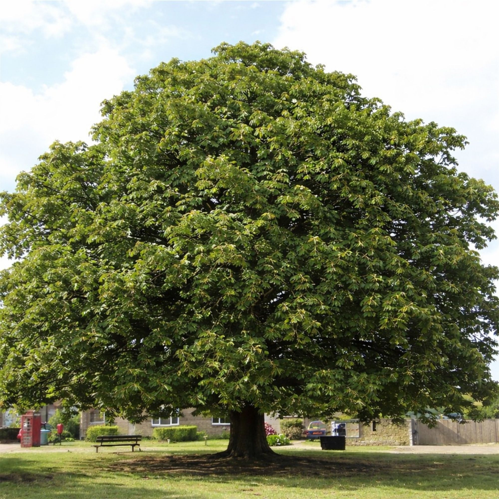 szelidgesztenye-fa-ár-cast-setivia-diszfa-ár-www.koronakert.hu.-3 szelídgesztenye fa ár, szelídgesztenye csemete, szelídgesztenye oltvány, szelídgesztenye facsemete ára, szelídgesztenye ár, szelídgesztenye eladó, szelídgesztenye palánta, szelídgesztenye fa vásárlás, szelídgesztenye ültetés, szelídgesztenye gondozása, szelídgesztenye termő fa, szelídgesztenye fajták, nagy termésű szelídgesztenye, korai érésű szelídgesztenye, fagytűrő szelídgesztenye, betegségtűrő szelídgesztenye, konténeres szelídgesztenye, szabadgyökerű szelídgesztenye, szelídgesztenye porzófajta, öntermékeny szelídgesztenye, szelídgesztenye termés méret, szelídgesztenye hozam, szelídgesztenye ültetési távolság, szelídgesztenye talajigény, szelídgesztenye növekedési erély, castanea sativa, castanea sativa tree