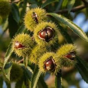 szelídgesztenye fa ár, szelídgesztenye csemete, szelídgesztenye oltvány, szelídgesztenye facsemete ára, szelídgesztenye ár, szelídgesztenye eladó, szelídgesztenye palánta, szelídgesztenye fa vásárlás, szelídgesztenye ültetés, szelídgesztenye gondozása, szelídgesztenye termő fa, szelídgesztenye fajták, nagy termésű szelídgesztenye, korai érésű szelídgesztenye, fagytűrő szelídgesztenye, betegségtűrő szelídgesztenye, konténeres szelídgesztenye, szabadgyökerű szelídgesztenye, szelídgesztenye porzófajta, öntermékeny szelídgesztenye, szelídgesztenye termés méret, szelídgesztenye hozam, szelídgesztenye ültetési távolság, szelídgesztenye talajigény, szelídgesztenye növekedési erély, castanea sativa, castanea sativa tree