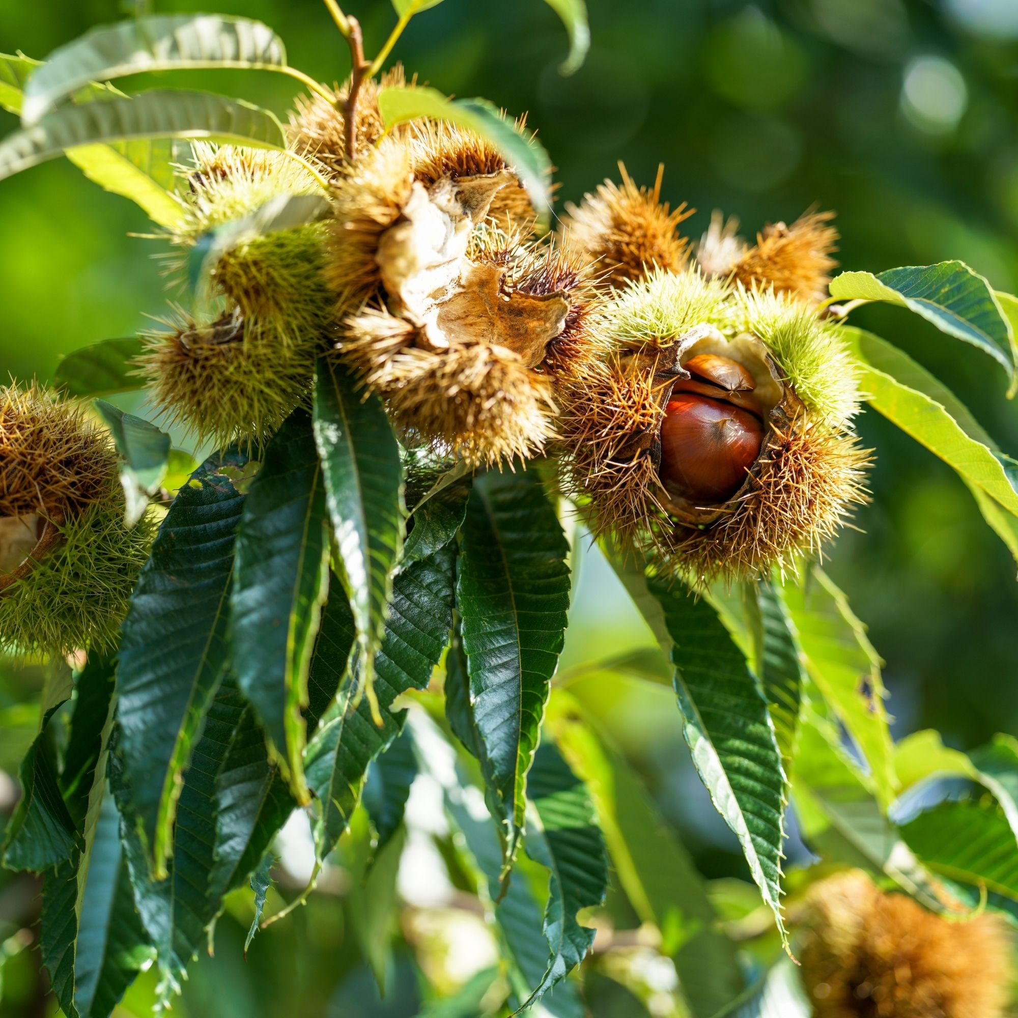 szelidgesztenye-fa-ár-cast-setivia-diszfa-ár-www.koronakert.hu.-7 szelídgesztenye fa ár, szelídgesztenye csemete, szelídgesztenye oltvány, szelídgesztenye facsemete ára, szelídgesztenye ár, szelídgesztenye eladó, szelídgesztenye palánta, szelídgesztenye fa vásárlás, szelídgesztenye ültetés, szelídgesztenye gondozása, szelídgesztenye termő fa, szelídgesztenye fajták, nagy termésű szelídgesztenye, korai érésű szelídgesztenye, fagytűrő szelídgesztenye, betegségtűrő szelídgesztenye, konténeres szelídgesztenye, szabadgyökerű szelídgesztenye, szelídgesztenye porzófajta, öntermékeny szelídgesztenye, szelídgesztenye termés méret, szelídgesztenye hozam, szelídgesztenye ültetési távolság, szelídgesztenye talajigény, szelídgesztenye növekedési erély, castanea sativa, castanea sativa tree