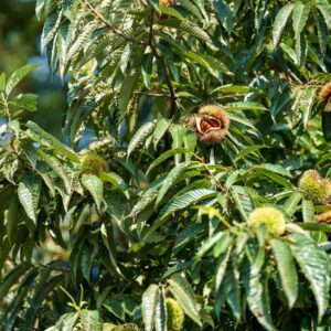 szelídgesztenye fa ár, szelídgesztenye csemete, szelídgesztenye oltvány, szelídgesztenye facsemete ára, szelídgesztenye ár, szelídgesztenye eladó, szelídgesztenye palánta, szelídgesztenye fa vásárlás, szelídgesztenye ültetés, szelídgesztenye gondozása, szelídgesztenye termő fa, szelídgesztenye fajták, nagy termésű szelídgesztenye, korai érésű szelídgesztenye, fagytűrő szelídgesztenye, betegségtűrő szelídgesztenye, konténeres szelídgesztenye, szabadgyökerű szelídgesztenye, szelídgesztenye porzófajta, öntermékeny szelídgesztenye, szelídgesztenye termés méret, szelídgesztenye hozam, szelídgesztenye ültetési távolság, szelídgesztenye talajigény, szelídgesztenye növekedési erély, castanea sativa, castanea sativa tree