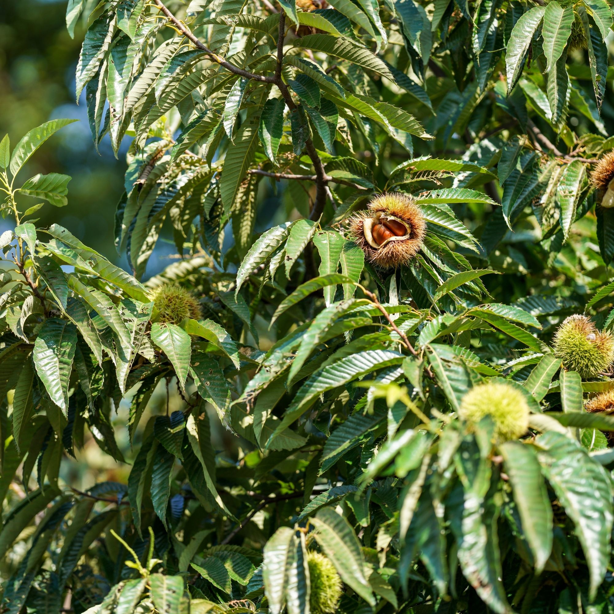 szelidgesztenye-fa-ár-cast-setivia-diszfa-ár-www.koronakert.hu.-8 szelídgesztenye fa ár, szelídgesztenye csemete, szelídgesztenye oltvány, szelídgesztenye facsemete ára, szelídgesztenye ár, szelídgesztenye eladó, szelídgesztenye palánta, szelídgesztenye fa vásárlás, szelídgesztenye ültetés, szelídgesztenye gondozása, szelídgesztenye termő fa, szelídgesztenye fajták, nagy termésű szelídgesztenye, korai érésű szelídgesztenye, fagytűrő szelídgesztenye, betegségtűrő szelídgesztenye, konténeres szelídgesztenye, szabadgyökerű szelídgesztenye, szelídgesztenye porzófajta, öntermékeny szelídgesztenye, szelídgesztenye termés méret, szelídgesztenye hozam, szelídgesztenye ültetési távolság, szelídgesztenye talajigény, szelídgesztenye növekedési erély, castanea sativa, castanea sativa tree