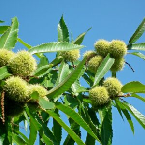 szelídgesztenye fa ár, szelídgesztenye csemete, szelídgesztenye oltvány, szelídgesztenye facsemete ára, szelídgesztenye ár, szelídgesztenye eladó, szelídgesztenye palánta, szelídgesztenye fa vásárlás, szelídgesztenye ültetés, szelídgesztenye gondozása, szelídgesztenye termő fa, szelídgesztenye fajták, nagy termésű szelídgesztenye, korai érésű szelídgesztenye, fagytűrő szelídgesztenye, betegségtűrő szelídgesztenye, konténeres szelídgesztenye, szabadgyökerű szelídgesztenye, szelídgesztenye porzófajta, öntermékeny szelídgesztenye, szelídgesztenye termés méret, szelídgesztenye hozam, szelídgesztenye ültetési távolság, szelídgesztenye talajigény, szelídgesztenye növekedési erély, castanea sativa, castanea sativa tree