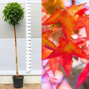 AMERIKAI_AMBRAFA_gomb-diszfa-GUMBALL_LIQUIDAMBAR_STYRACIFLUA_GUMBALL_csemete-ar-elado