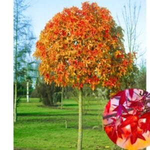 AMERIKAI_AMBRAFA_gomb-diszfa-GUMBALL_LIQUIDAMBAR_STYRACIFLUA_GUMBALL_csemete-ar-elado