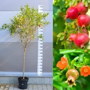 Gránátalma fa és gyümölcsök ára