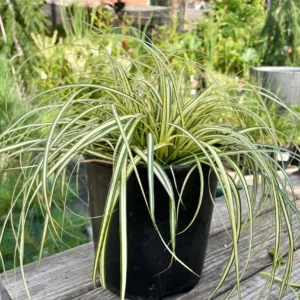 Zöld növények sorban, világos levelekkel.