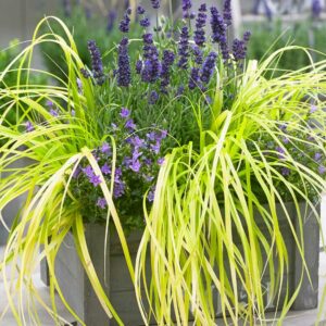 Sarga-tarka-Sas-diszfu-fajtak-ar-Carex-oshimensis-‘Evergold-www.koronakert.hu