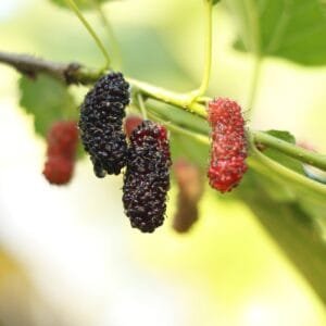 fekete-eper-fa-csemete-ara-morus-nigra-morusa-ciernoploda-Morus-illinois-Everbearing