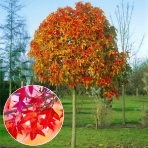 gömb amerikai ámbrafa piros lombú díszfa