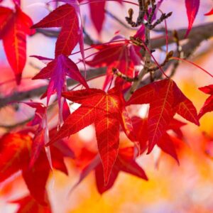 gömb amerikai ámbrafa, piros lombú díszfa vásárlás