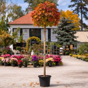 gömb amerikai ámbrafa, piros lombú díszfa vásárlás