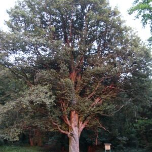 barkoca-berkenye-diszfa-csemete-Sorbus-torminalis-ar