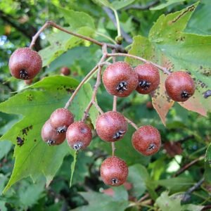 barkoca-berkenye-diszfa-csemete-Sorbus-torminalis-ar