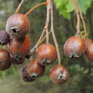 barkoca-berkenye-diszfa-csemete-Sorbus-torminalis-ar