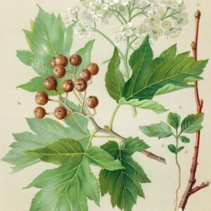 barkoca-berkenye-diszfa-csemete-Sorbus-torminalis-ar