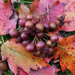 barkoca-berkenye-diszfa-csemete-Sorbus-torminalis-ar