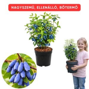 kamcsatkai mézbogyó, mézbogyó, mézbogyó eladó, kamcsatkai mézbogyó eladó, mézbogyó vásárlás, kamcsatkai mézbogyó vásárlás, mézbogyó ár, kamcsatkai mézbogyó ár, mézbogyó bokor, mézbogyó növény, jugana mézbogyó, jugana kamcsatkai mézbogyó, jugana mézbogyó eladó, jugana mézbogyó ár, mézbogyó jugana fajta, legjobb mézbogyó fajta, bőtermő mézbogyó fajta, mézbogyó ültetés, kamcsatkai mézbogyó ültetése, mézbogyó gondozása, mézbogyó metszése, mézbogyó porzó, mézbogyó porzópár, mézbogyó ültetési távolság, mézbogyó napfény igény, fagytűrő mézbogyó, télálló mézbogyó, korai érésű bogyós gyümölcs, korai mézbogyó, hidegtűrő gyümölcsbokor, mézbogyó porzófajta, kamcsatkai mézbogyó porzó, mézbogyó több fajta, mézbogyó terméshozam, mézbogyó gyümölcs, mézbogyó lekvár, mézbogyó antioxidáns, egészséges bogyós gyümölcs, különleges bogyós gyümölcs, kamcsatkai mézbogyó jugana eladó, mézbogyó bokor vásárlás, konténeres mézbogyó, mézbogyó hobbikertbe, mézbogyó ültetvényhez