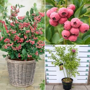 Rozsaszin-afonya-ár-Pink-Lemonade- Vaccinium-corymbosum-www.koronakert.hu- Pink Lemonade áfonya, Pink Lemonade blueberry, rózsaszín áfonya, Vaccinium corymbosum Pink Lemonade, amerikai áfonya Pink Lemonade, kerti áfonya Pink Lemonade, rózsaszín termésű áfonya, Pink Lemonade áfonya vásárlás, Pink Lemonade áfonya ára, rózsaszín áfonya rendelés, áfonya bokor eladó, áfonya cserje rendelhető, áfonya bokor konténeres, Pink Lemonade áfonya csemete, különleges áfonya fajta, dekoratív áfonya bokor, édes áfonya, rózsaszín bogyós gyümölcs, nagy termésű áfonya, bőtermő áfonya, télálló áfonya, lombhullató gyümölcscserje, áfonya savanyú talaj, áfonya ültetése, áfonya gondozása, áfonya metszése, áfonya öntözése, tőzeges talaj áfonyához, savanyú föld áfonyának, áfonya konténerben nevelés, áfonya érési idő, nyári termésű áfonya, augusztusi áfonya, késői érésű áfonya, öntermékeny áfonya, porzó áfonya fajták, áfonya fajtatársítás, áfonya balkonra, áfonya dézsában, áfonya bokor cserépben, áfonya sövény, áfonya dísznövényként