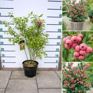 Rozsaszin-afonya-ár-Pink-Lemonade- Vaccinium-corymbosum-www.koronakert.hu- Pink Lemonade áfonya, Pink Lemonade blueberry, rózsaszín áfonya, Vaccinium corymbosum Pink Lemonade, amerikai áfonya Pink Lemonade, kerti áfonya Pink Lemonade, rózsaszín termésű áfonya, Pink Lemonade áfonya vásárlás, Pink Lemonade áfonya ára, rózsaszín áfonya rendelés, áfonya bokor eladó, áfonya cserje rendelhető, áfonya bokor konténeres, Pink Lemonade áfonya csemete, különleges áfonya fajta, dekoratív áfonya bokor, édes áfonya, rózsaszín bogyós gyümölcs, nagy termésű áfonya, bőtermő áfonya, télálló áfonya, lombhullató gyümölcscserje, áfonya savanyú talaj, áfonya ültetése, áfonya gondozása, áfonya metszése, áfonya öntözése, tőzeges talaj áfonyához, savanyú föld áfonyának, áfonya konténerben nevelés, áfonya érési idő, nyári termésű áfonya, augusztusi áfonya, késői érésű áfonya, öntermékeny áfonya, porzó áfonya fajták, áfonya fajtatársítás, áfonya balkonra, áfonya dézsában, áfonya bokor cserépben, áfonya sövény, áfonya dísznövényként